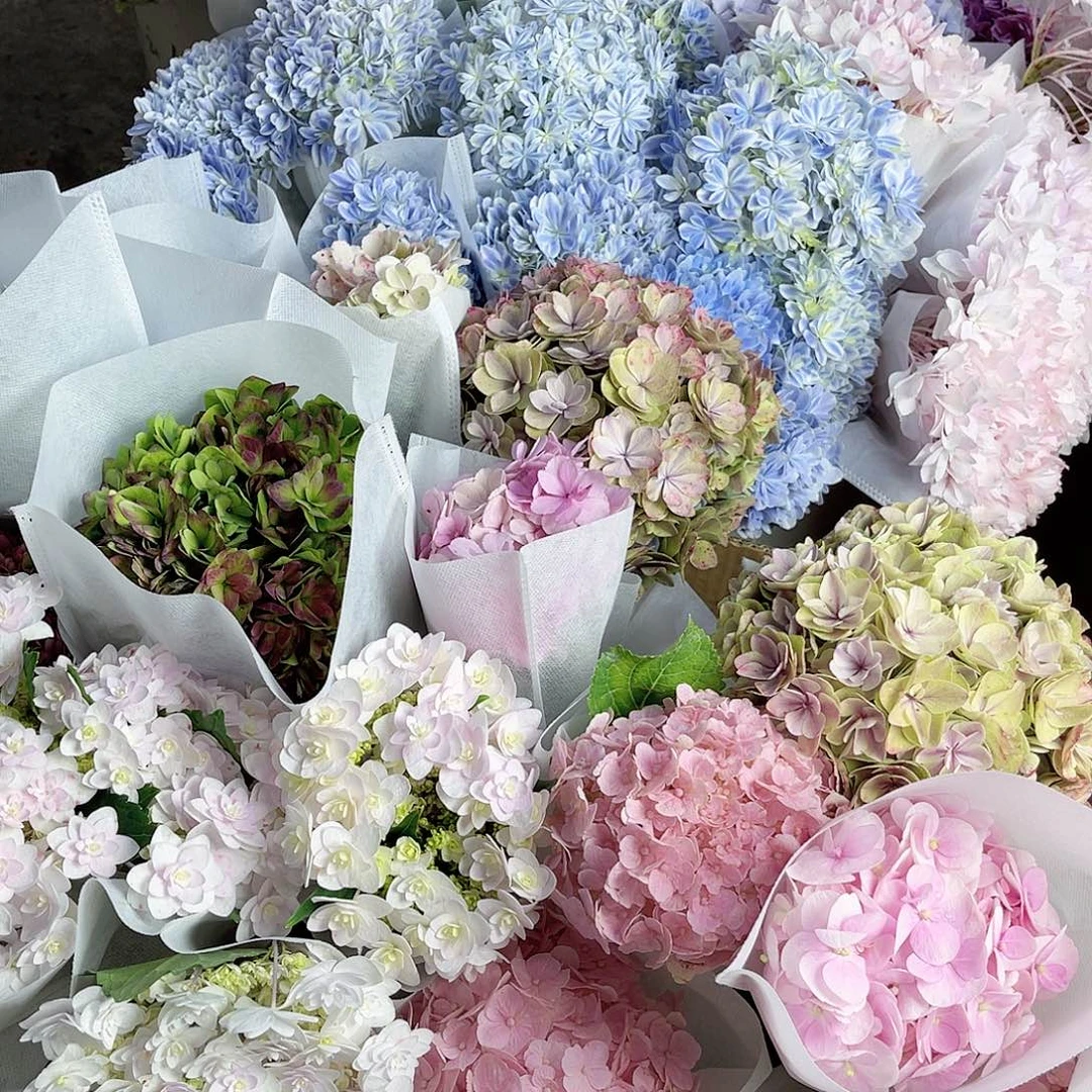 完全开放稀有绣球花6号25枝