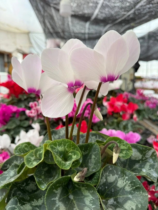 【玉兔粉白带眼】仙客来室内观赏花卉