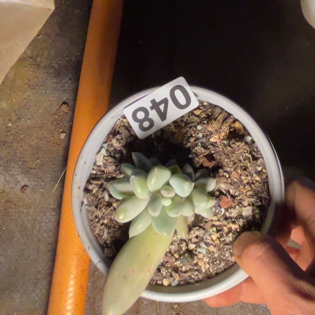 多肉植物哥特048