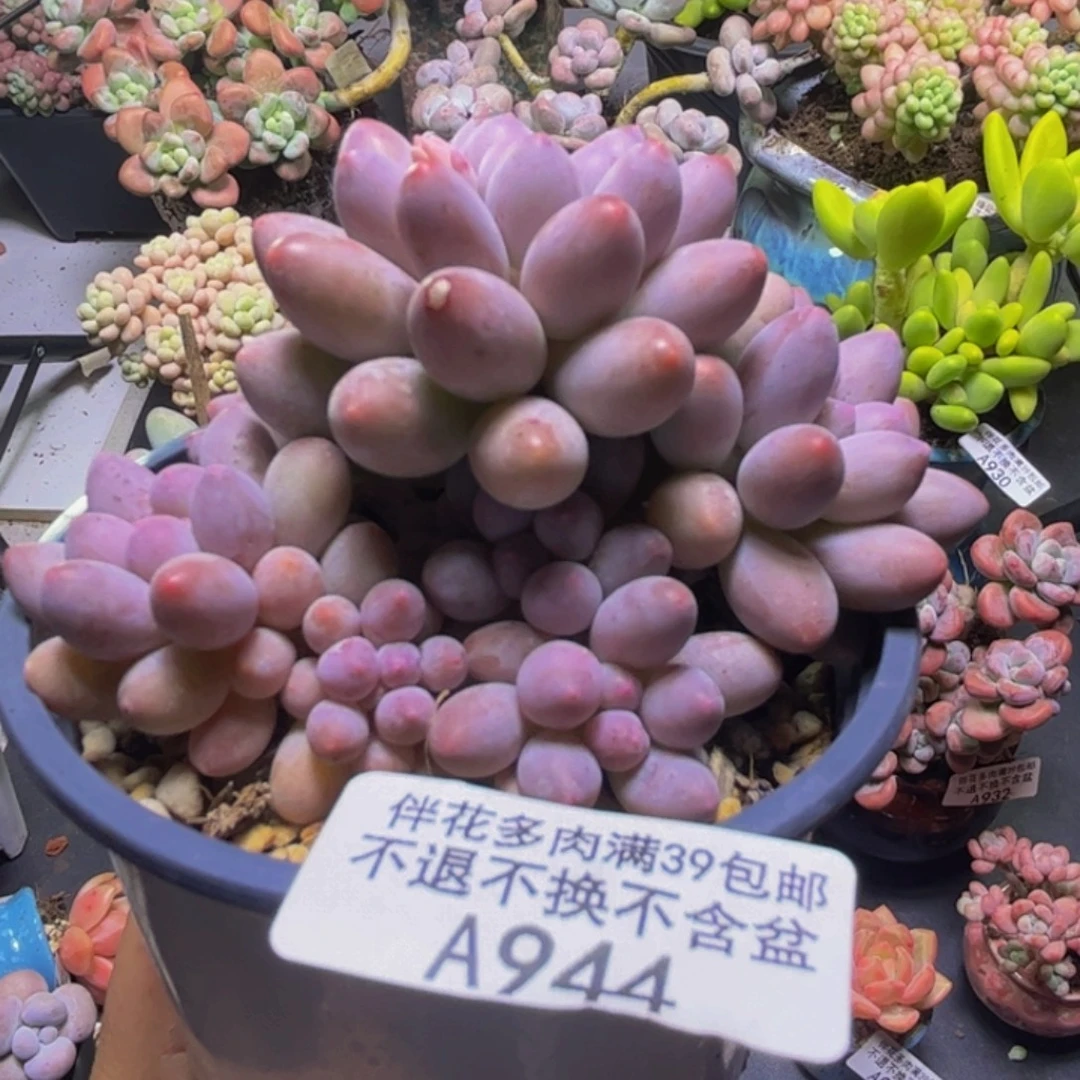 香水手指奶酪944/8cm