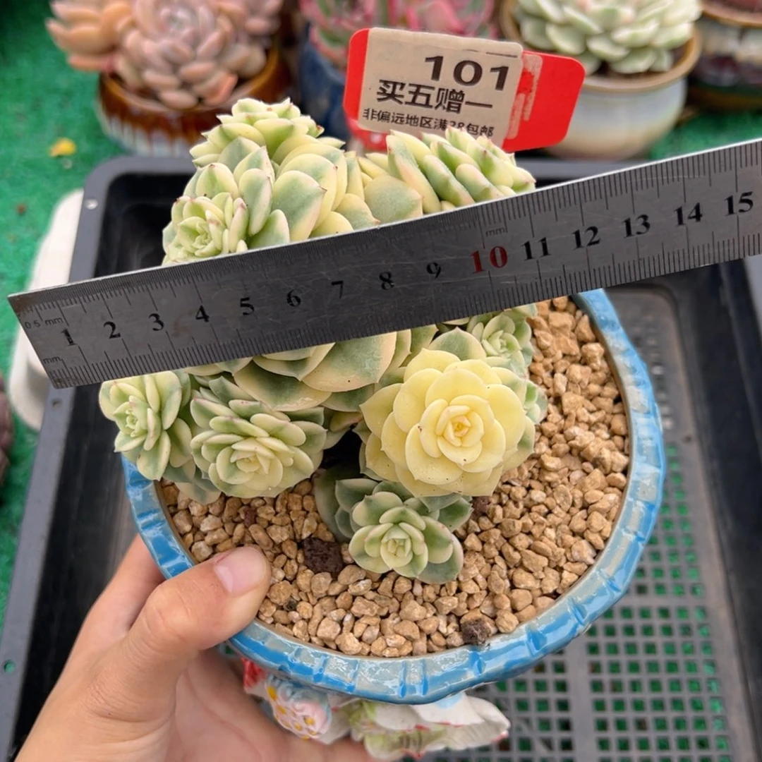 表妹精品多肉植物101.