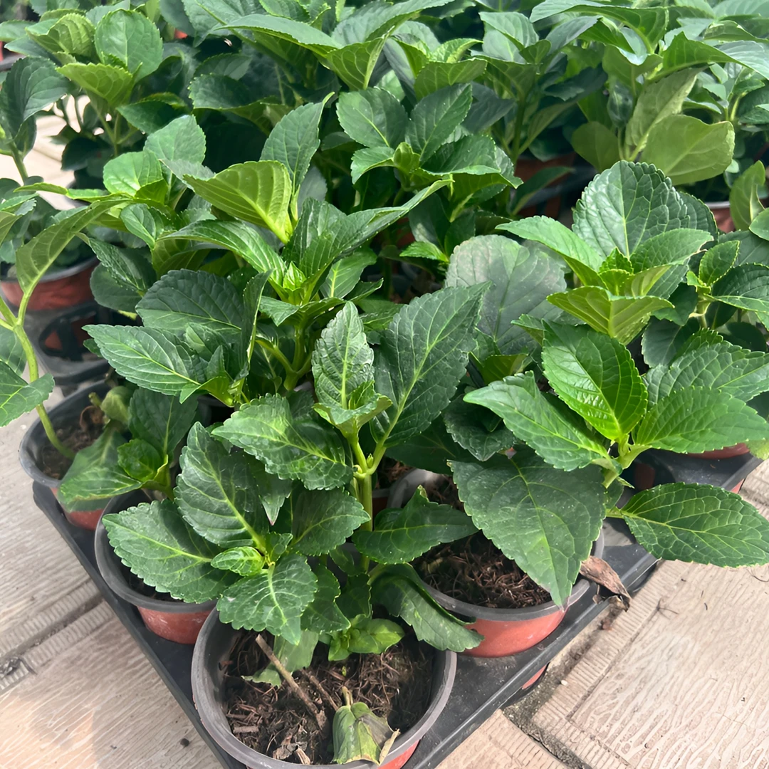 【三颗绣球苗】超级体验组合包邮！