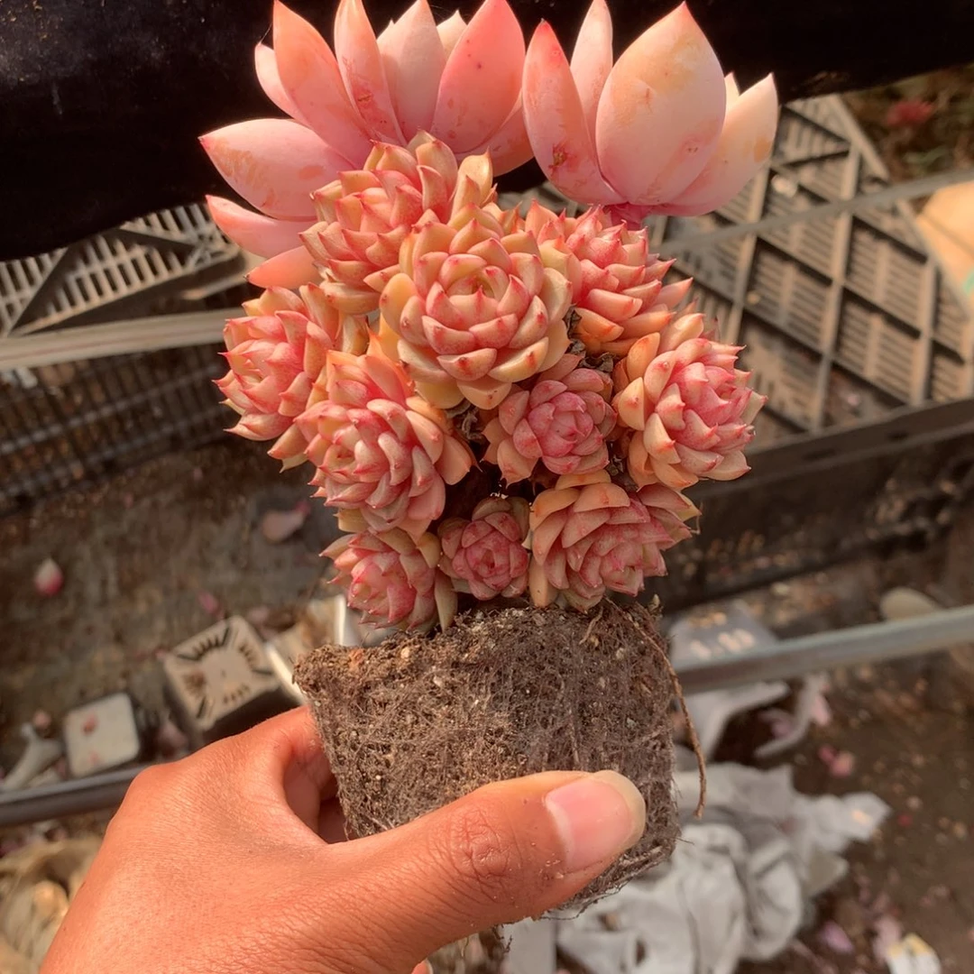 兰***我们的产品也越来越难