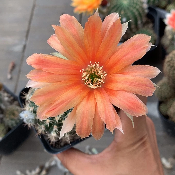 7140 自根丽花7厘米盆