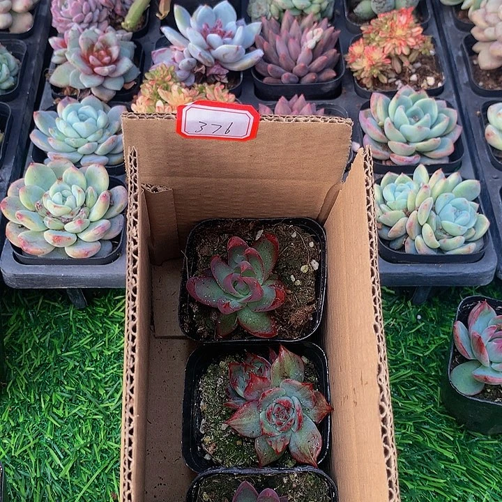 A376惊鸿仙子多肉