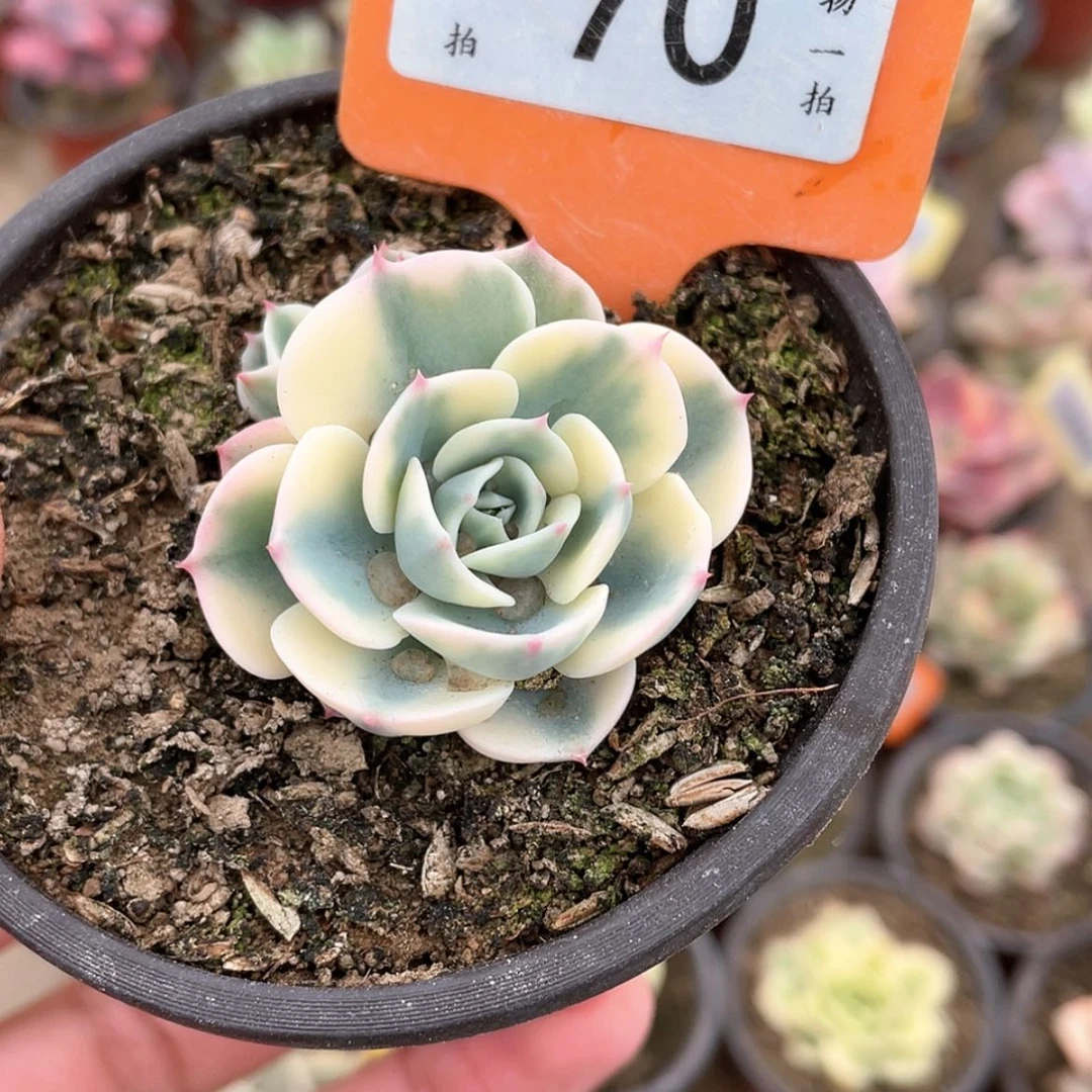 【闪购商品】70号的