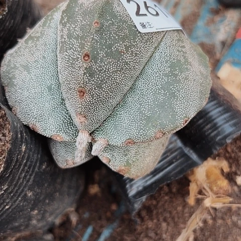 2616无根仙人球的一