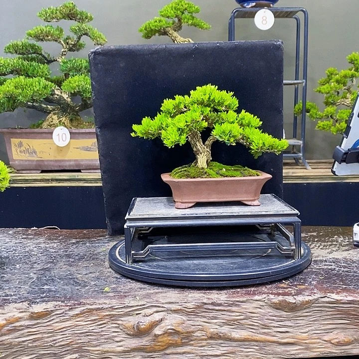 无花朵黄杨盆景四季常青