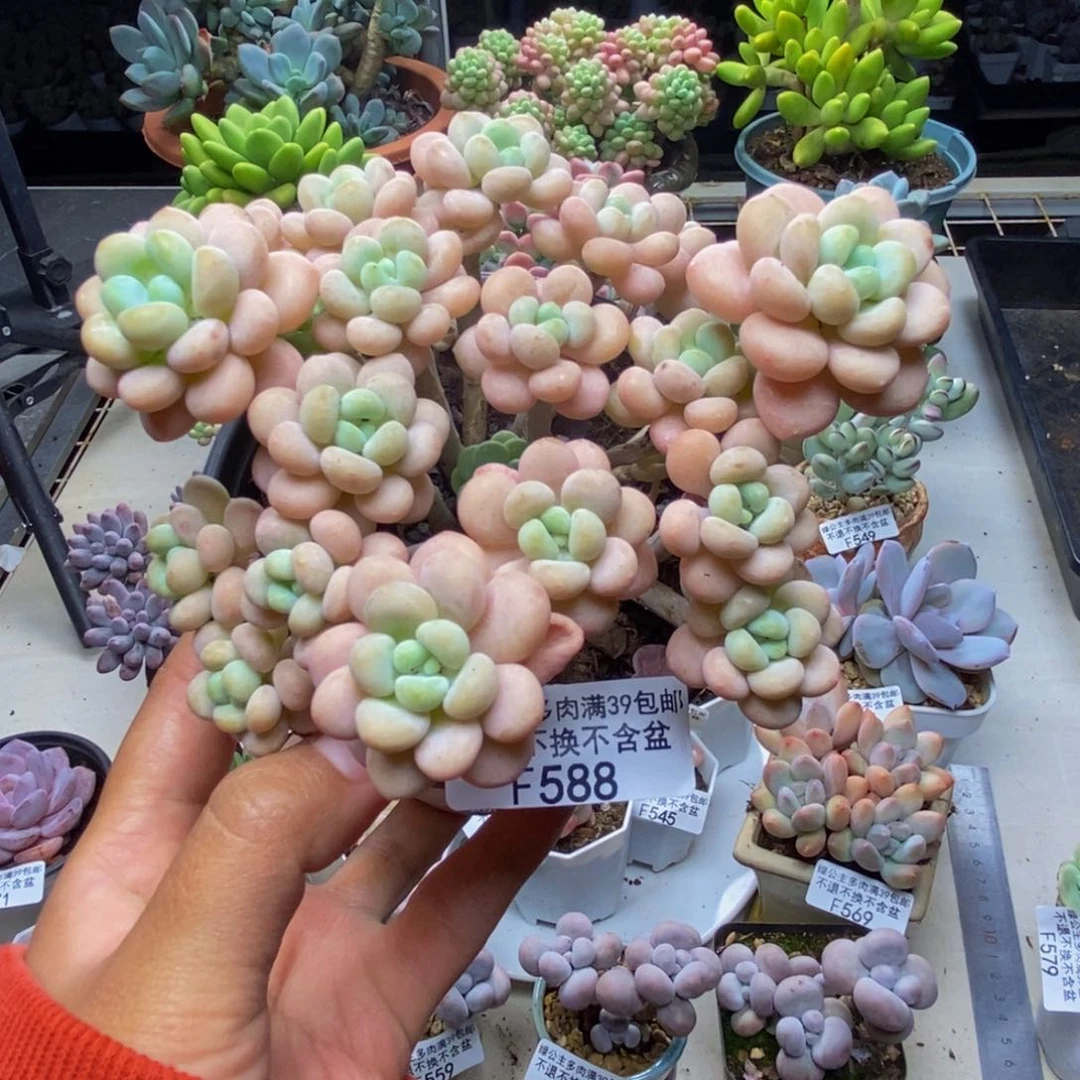 588洛可可多肉10c m