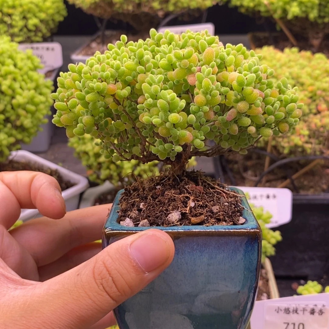 静***?709蜜桔带盆。