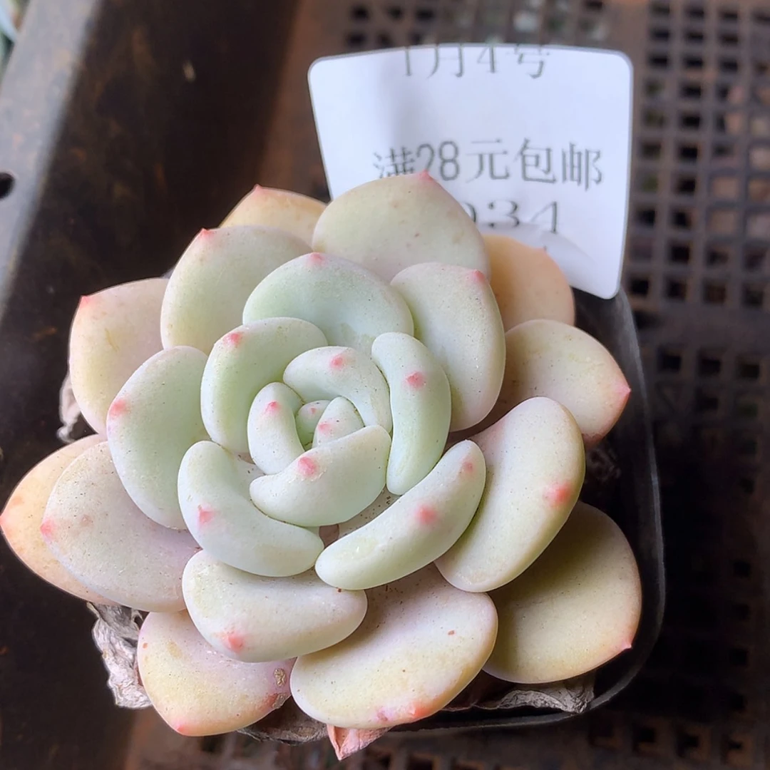 【闪购商品】云1034号