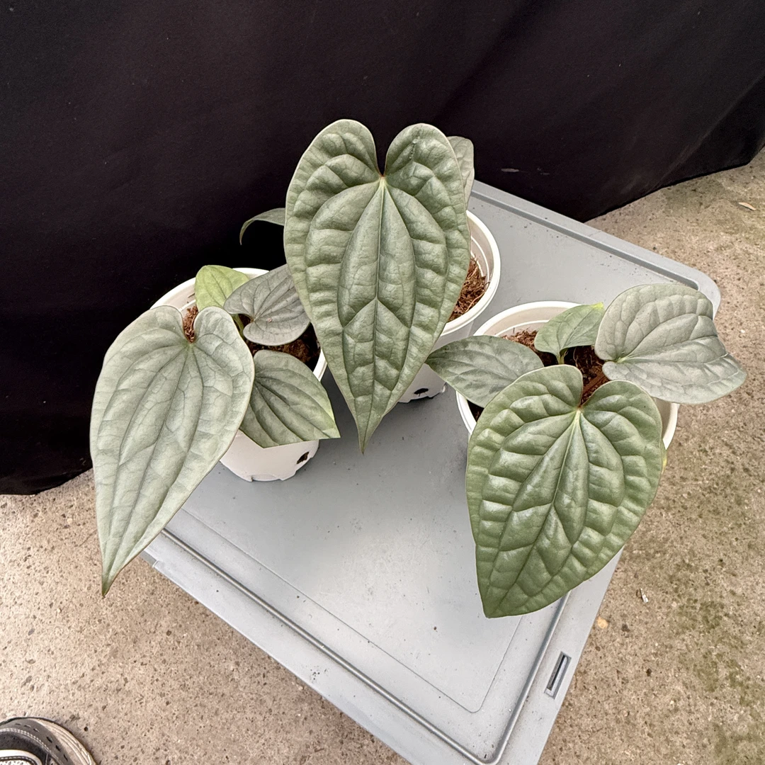 白金奢华籽播 花烛热植 随机发