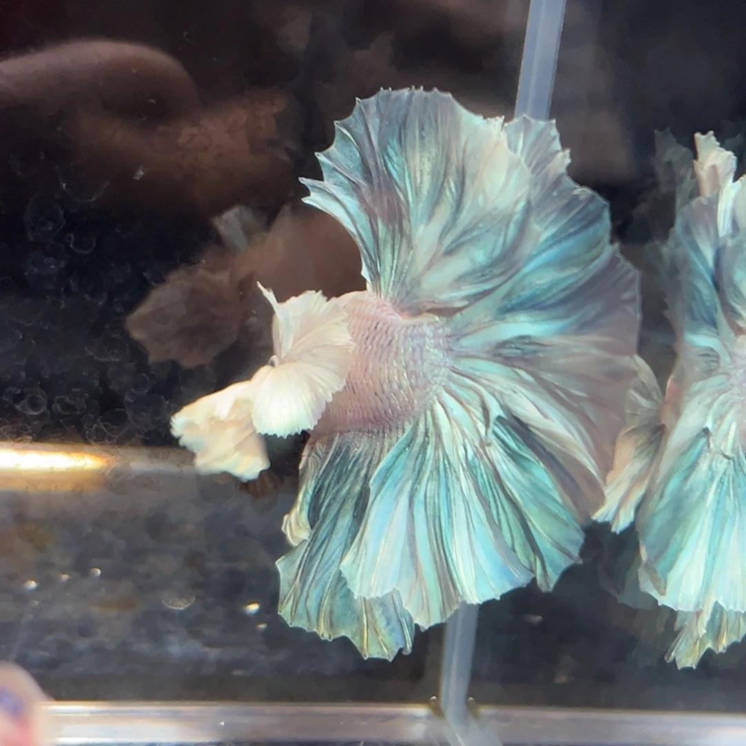 斗鱼14号最敬业的巨耳绿福利