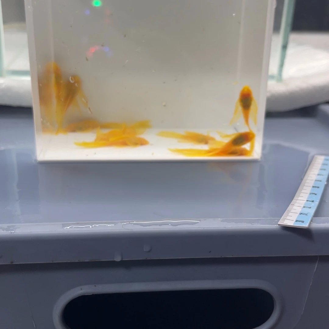 孔雀鱼小帆10条开箱视频报损