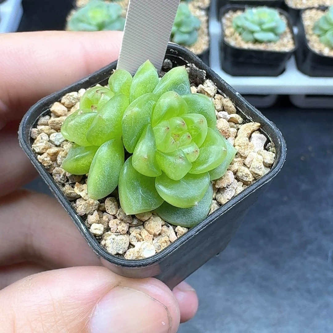 616号明月极光双头多肉888