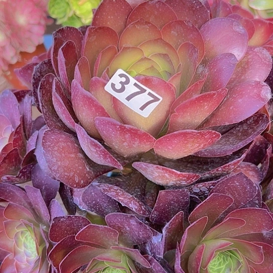 ｛***｝多肉植物一个