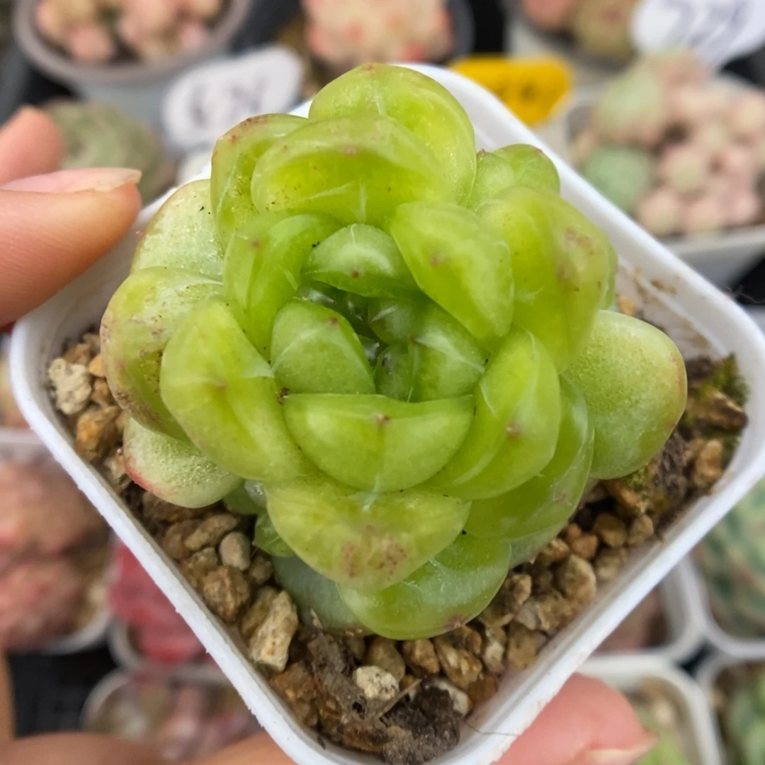 玲珑珍妮爆崽776号