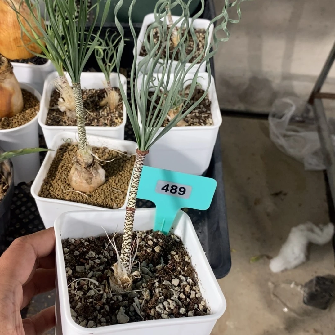 豹纹弹簧草产地多肉植物