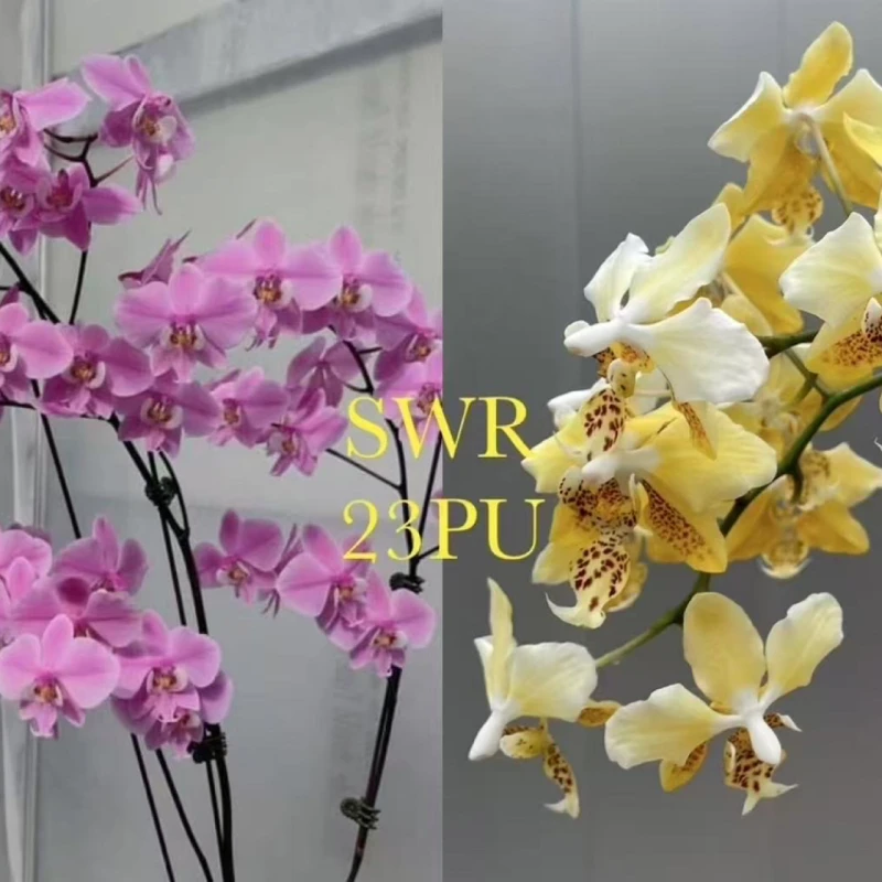 新品2.5杯SWR23pu4.5交香黄史（带香）蝴蝶兰室内绿植花卉植物花