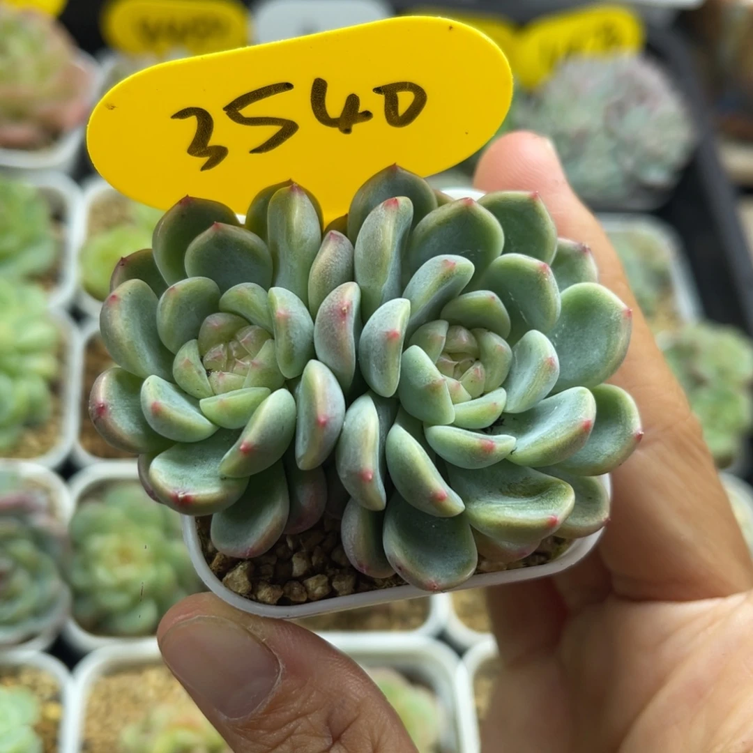 童话甜心双头3540