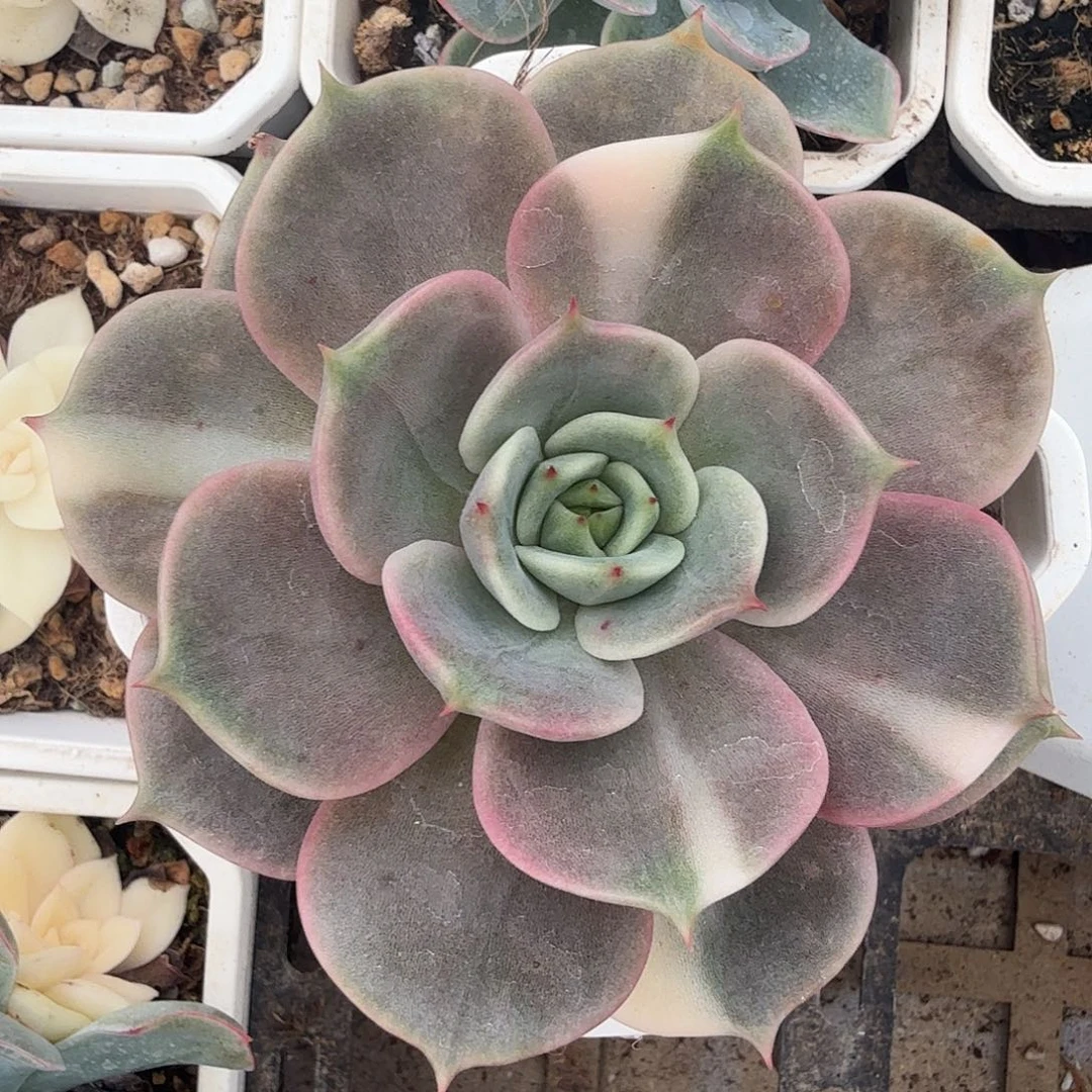 贝加尔湖锦，多肉植物