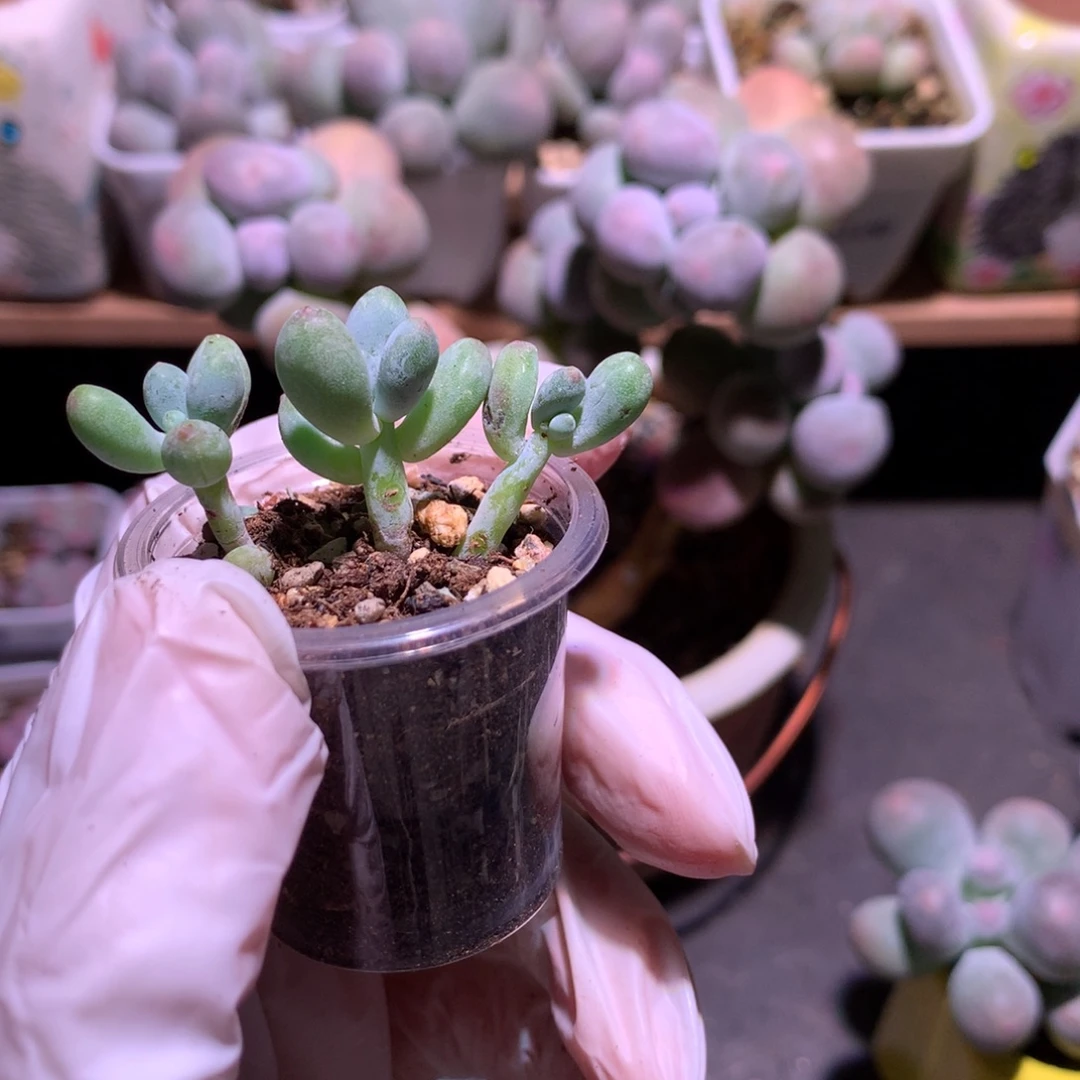 苹果奶酪多肉苹果吗