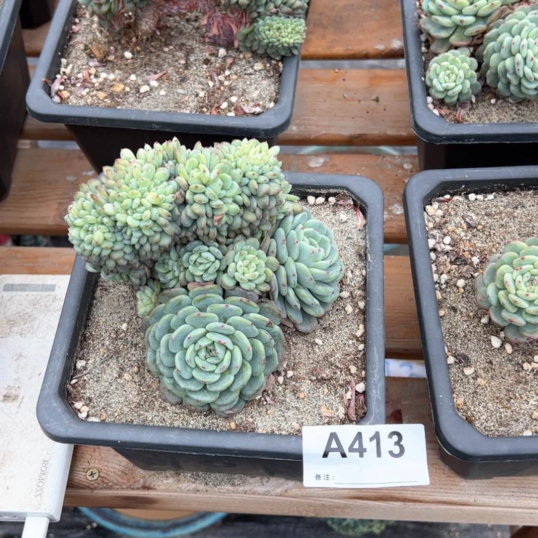 铭*?413补差价格