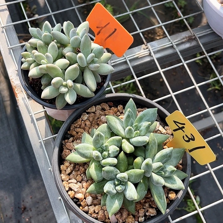 畅白兰地重想431号码牌子