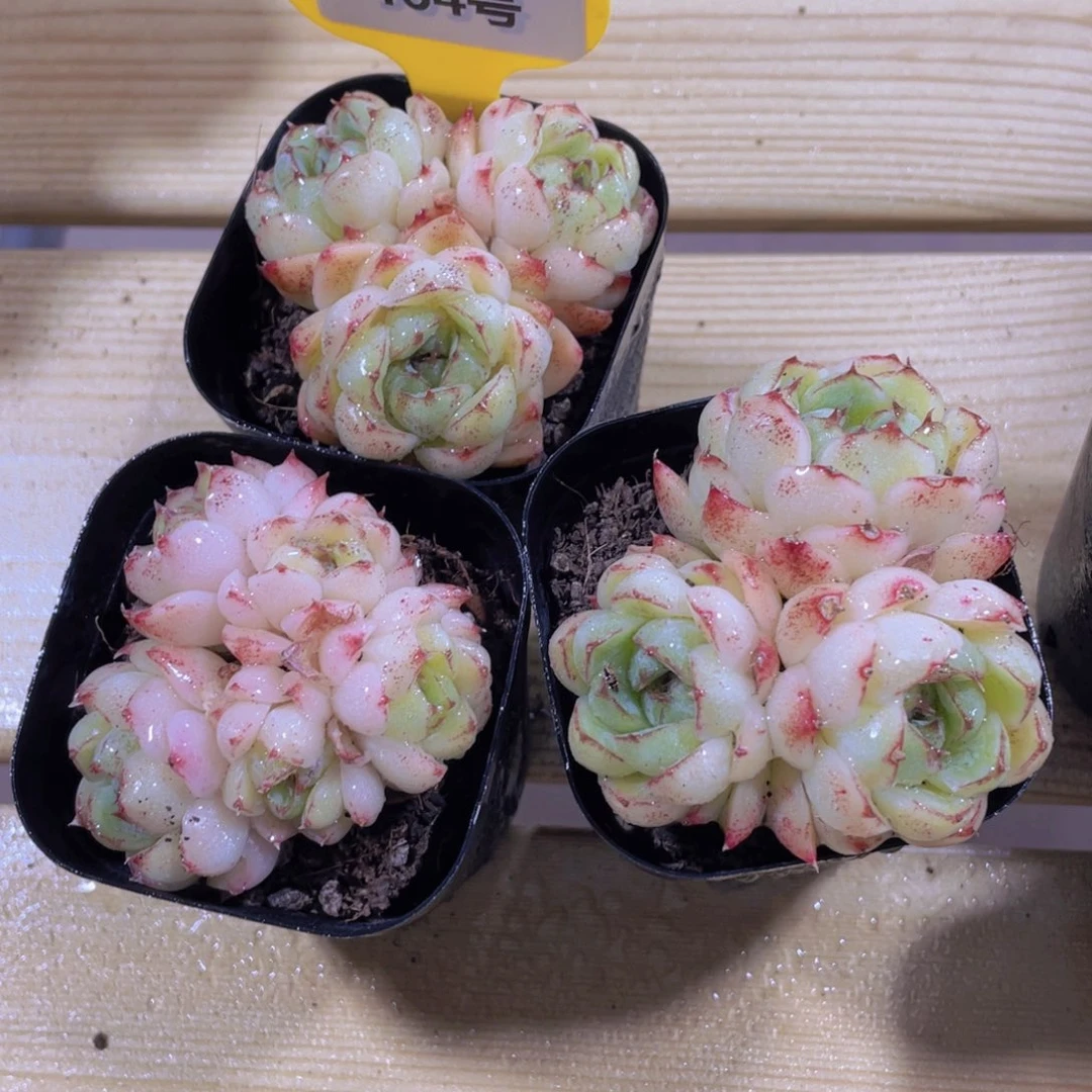 464号 黄玫瑰多头群一个