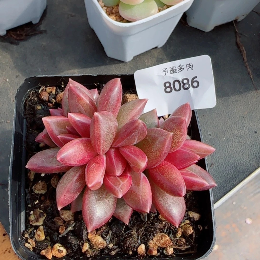 迷雾泡泡，8086多肉植物