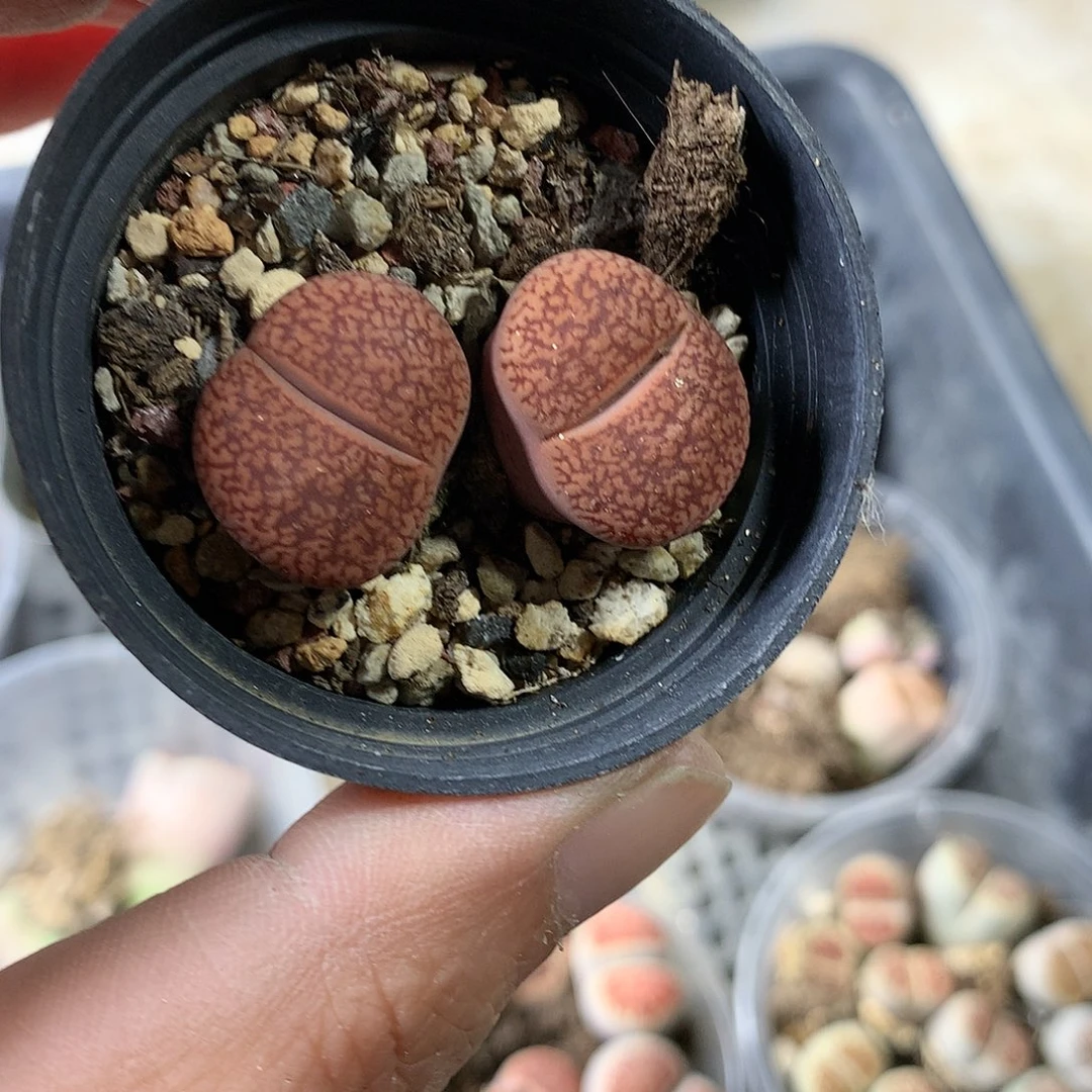 G305多肉植物保护研究所
