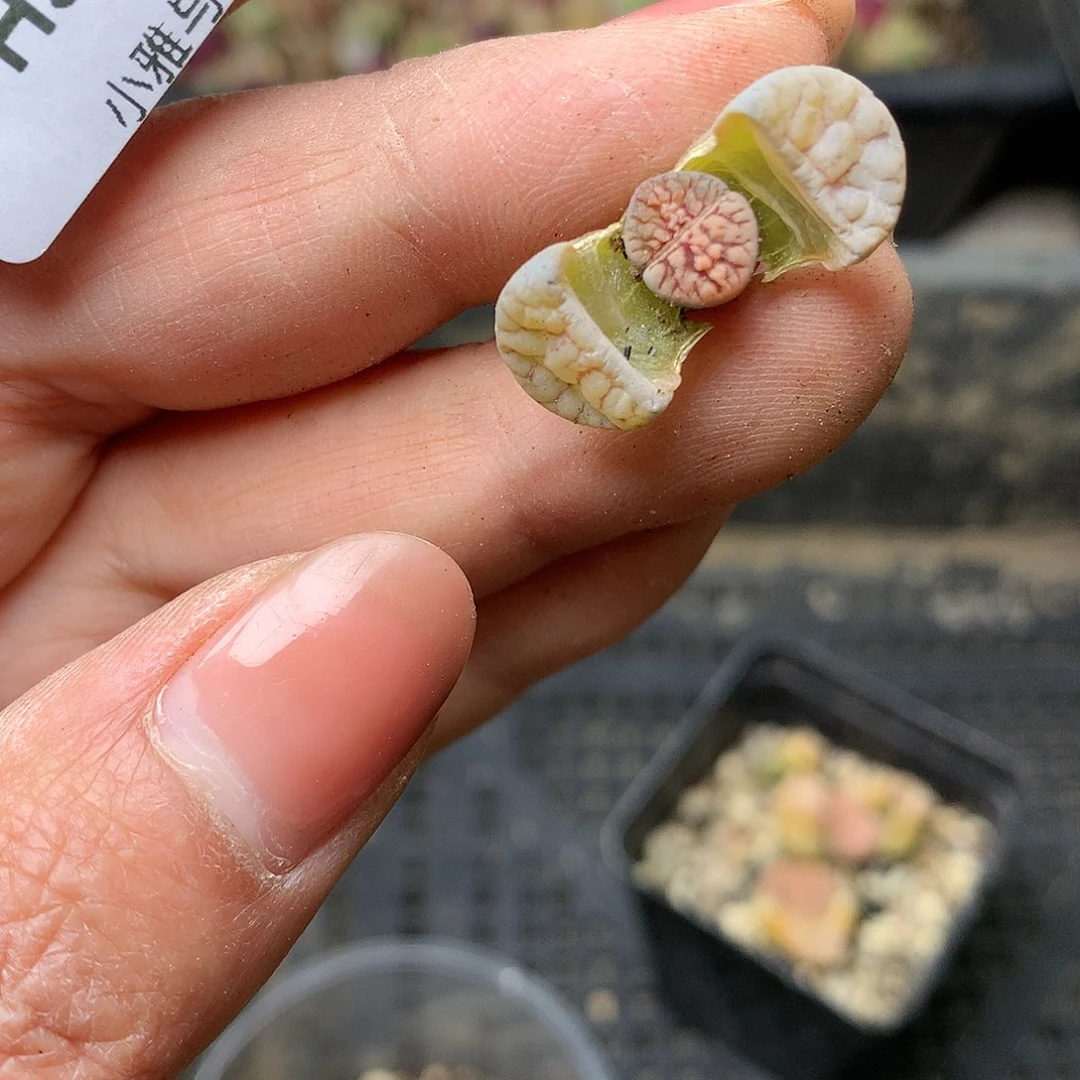 H352多肉植物保护研究所