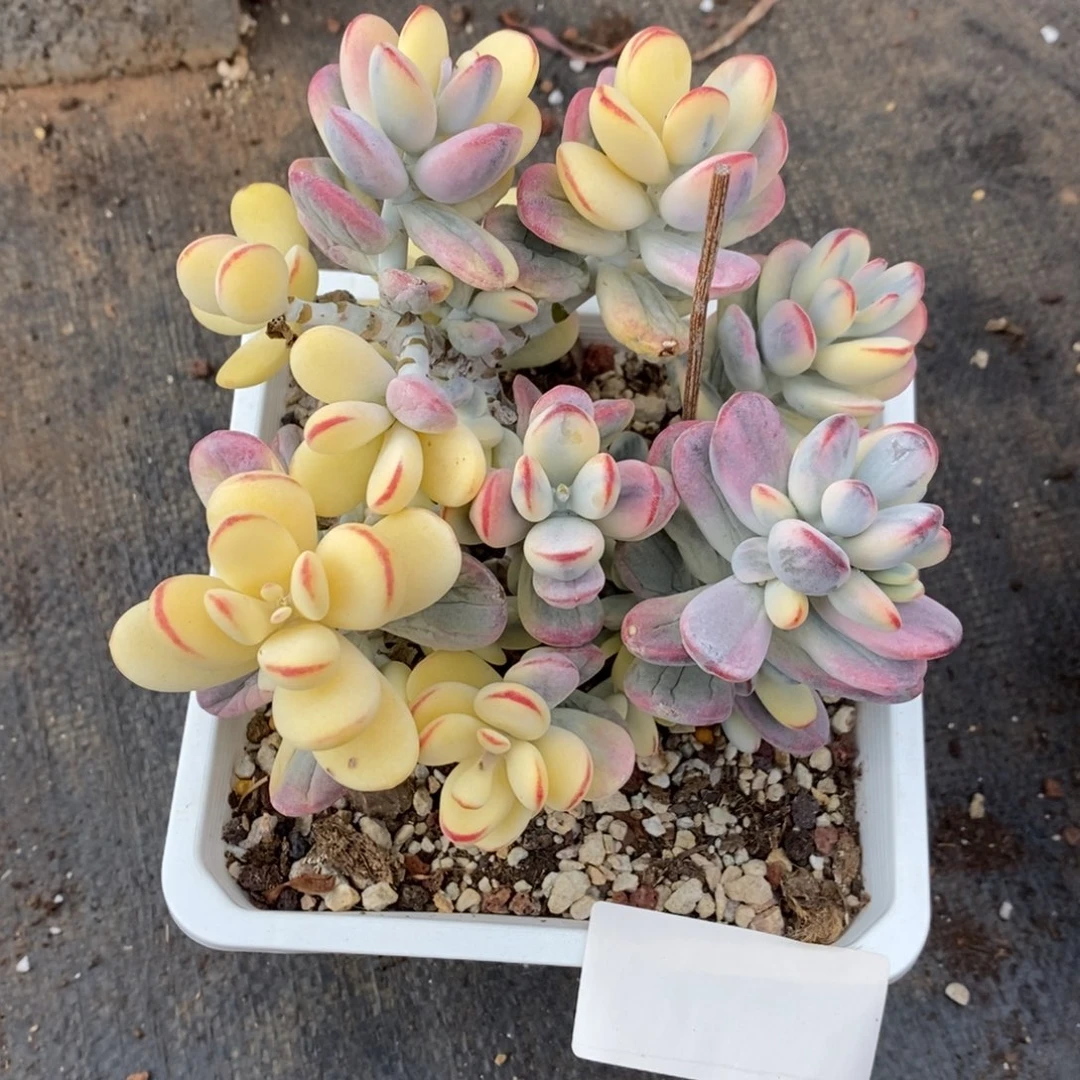 乒乓福娘锦多肉植物