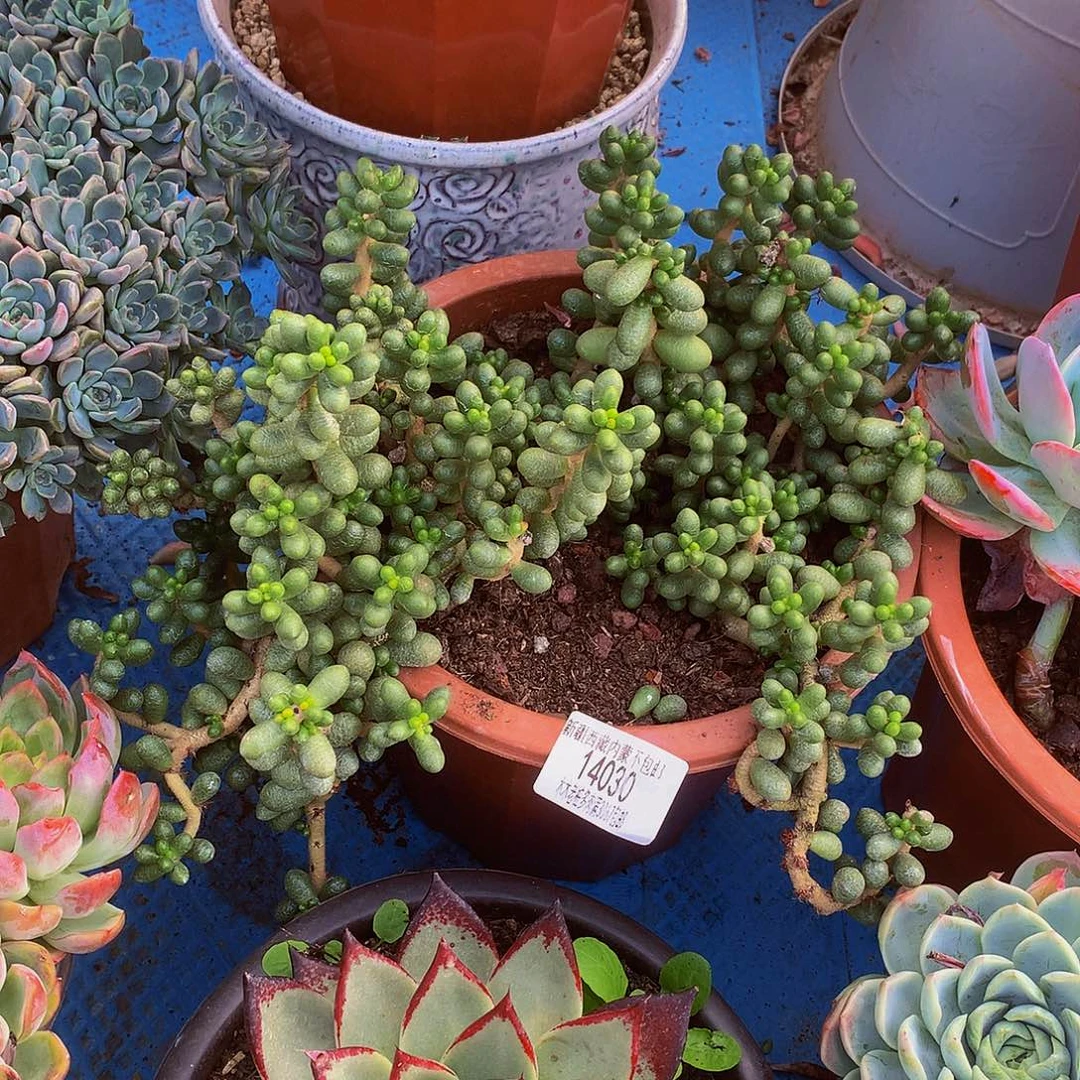 寒***雪     绿龟卵多肉14030