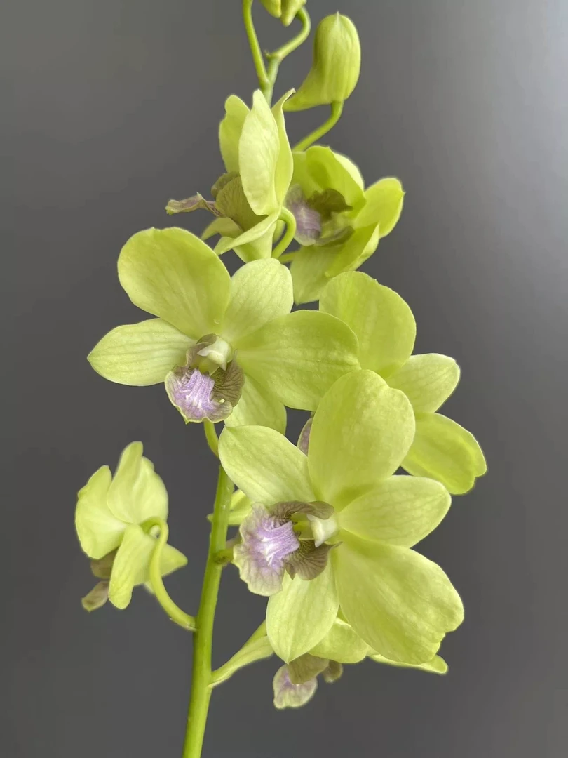 玉观音常年开花七彩香水庭院植物石斛兰水培盆栽带花苞发货