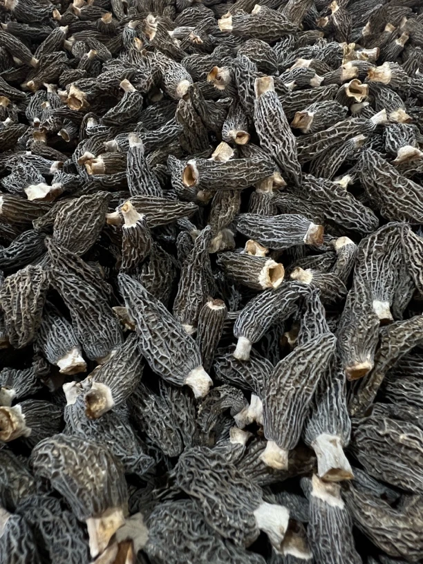 清爽型G10羊肚菌（统货）0526