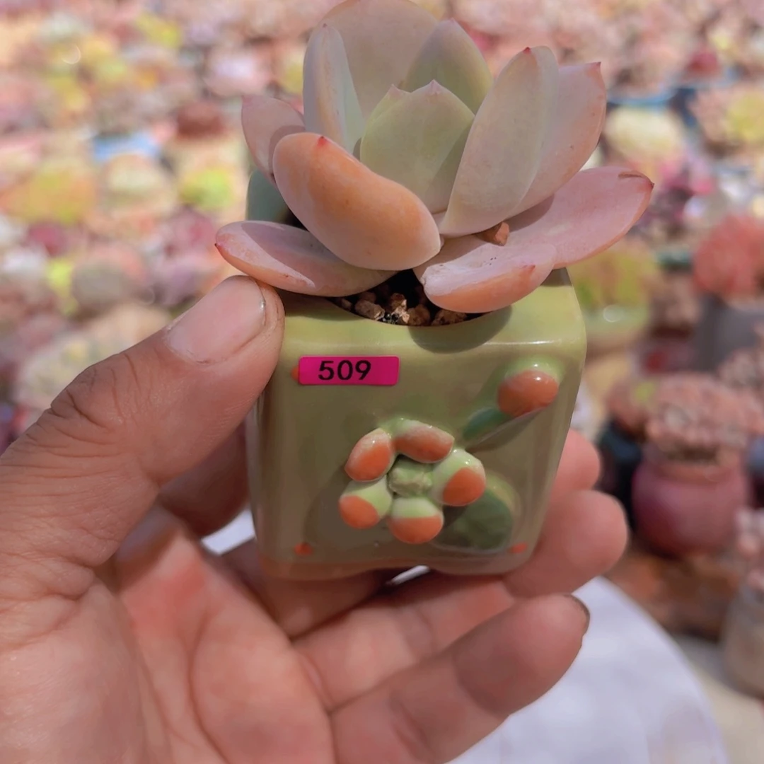 药*丶一物一拍编号509