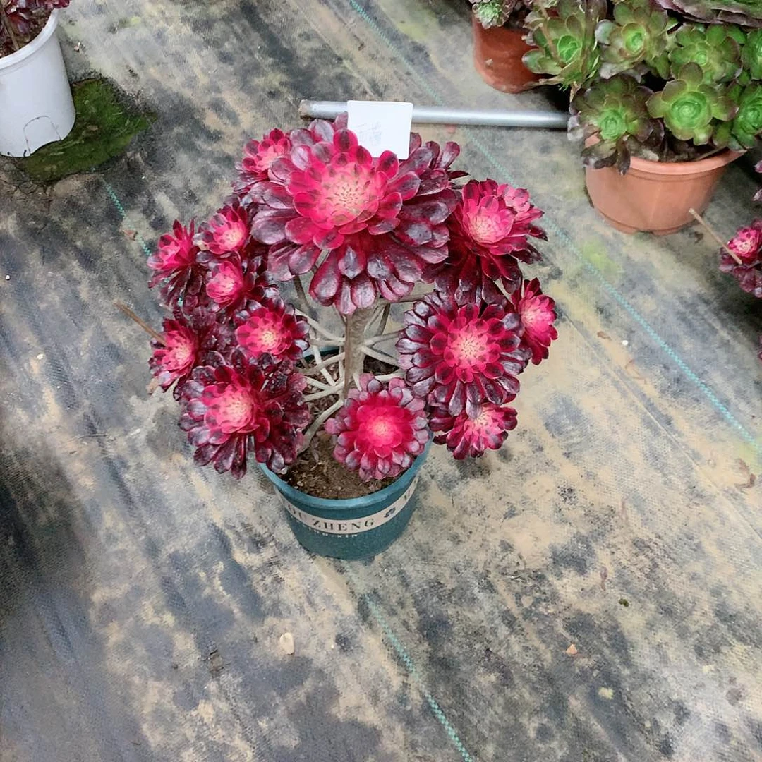 【闪购商品】雨*黑铜白，多肉