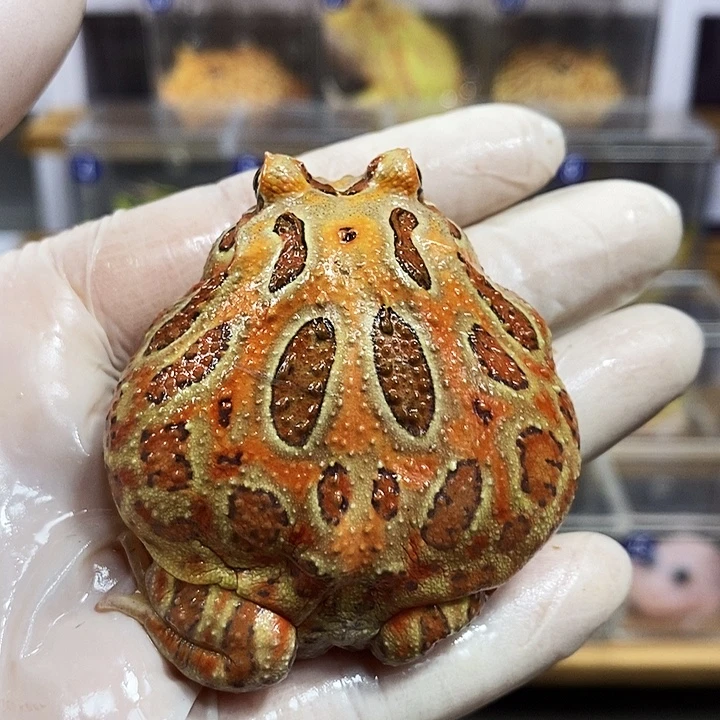 角蛙865号墩嘴原色角蛙