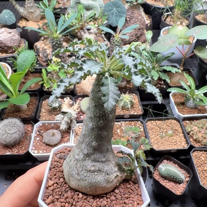 盘花琉桑 460 仙人球