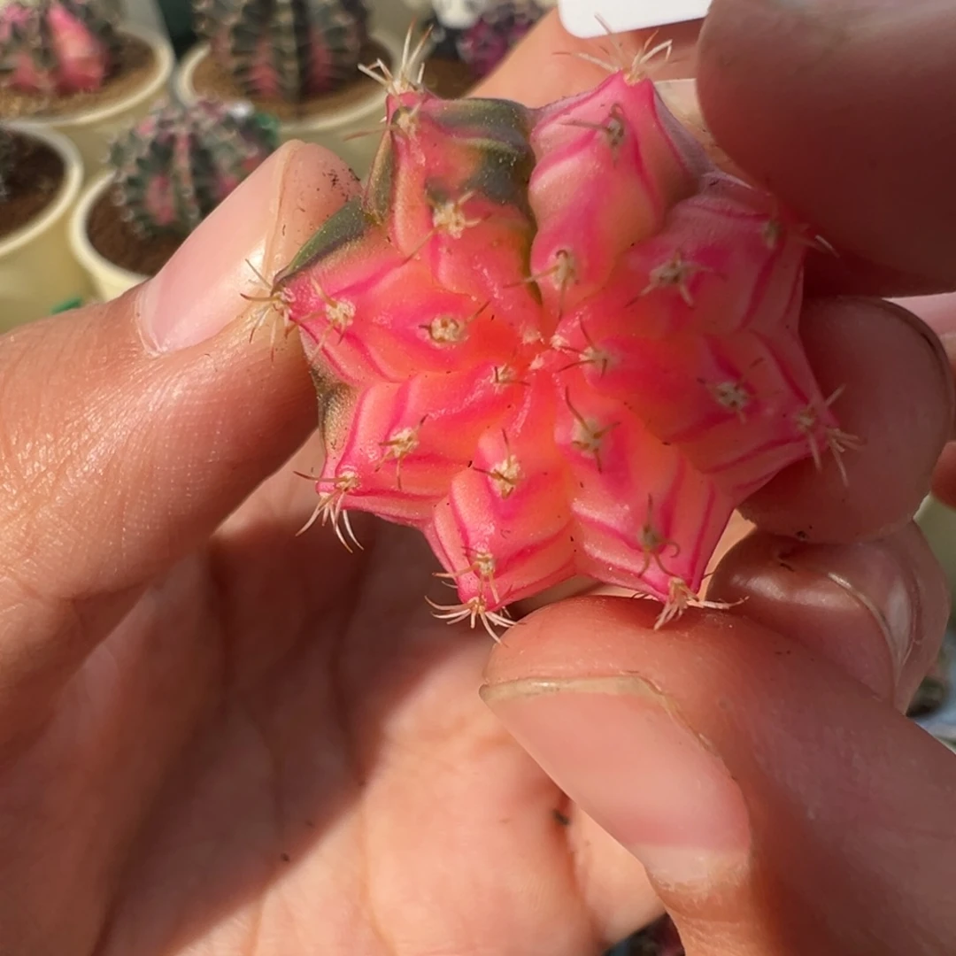 556 好看的米哈冲冲冲