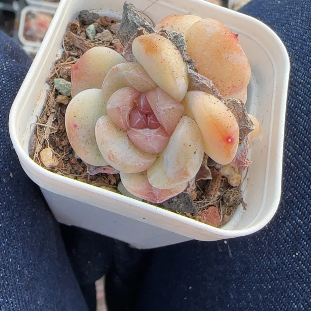 多肉小卡拉米糖心一物一拍