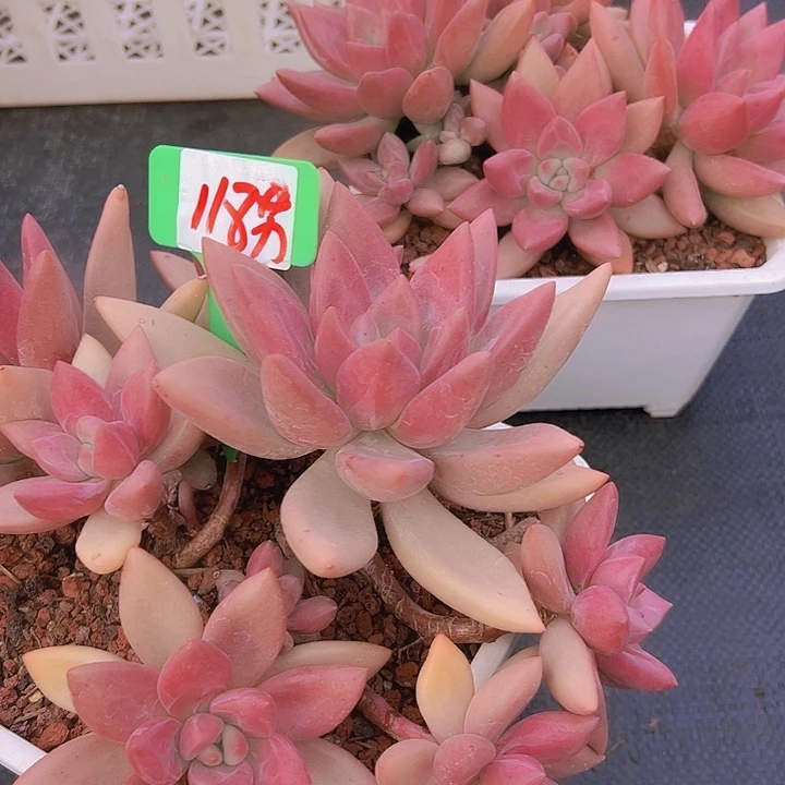 118桃花杂带盆一多肉