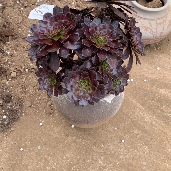 1490墨法师多肉植物特价
