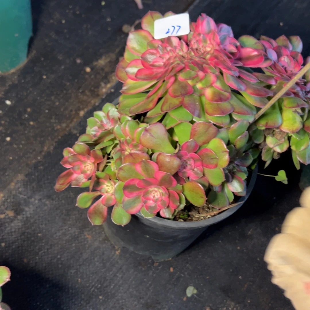 海***了277荔枝缀多肉椅子