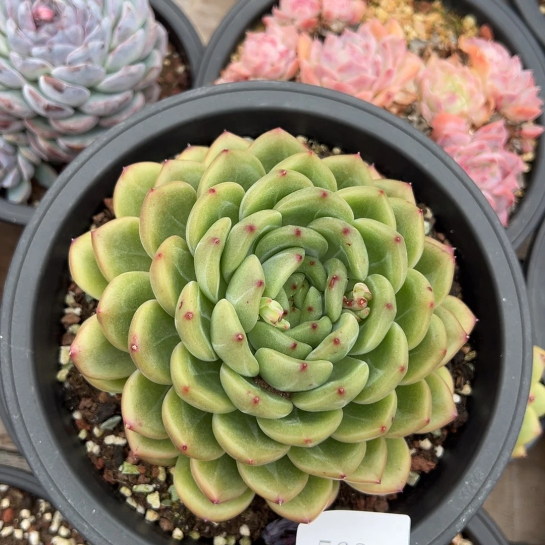 橙**肉5624肉肉肉肉肉肉肉肉