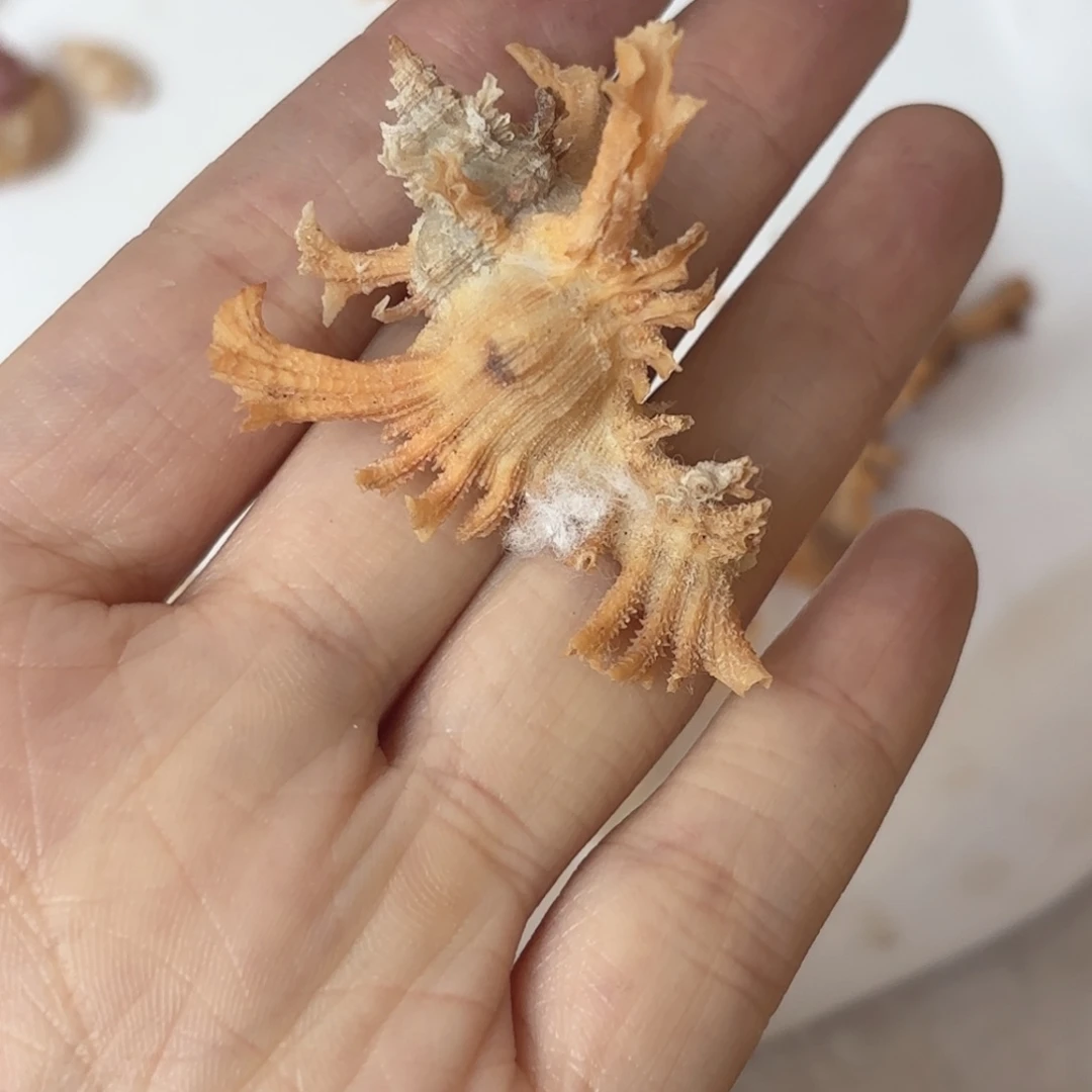 怜***怜 天然海螺贝壳标本福利