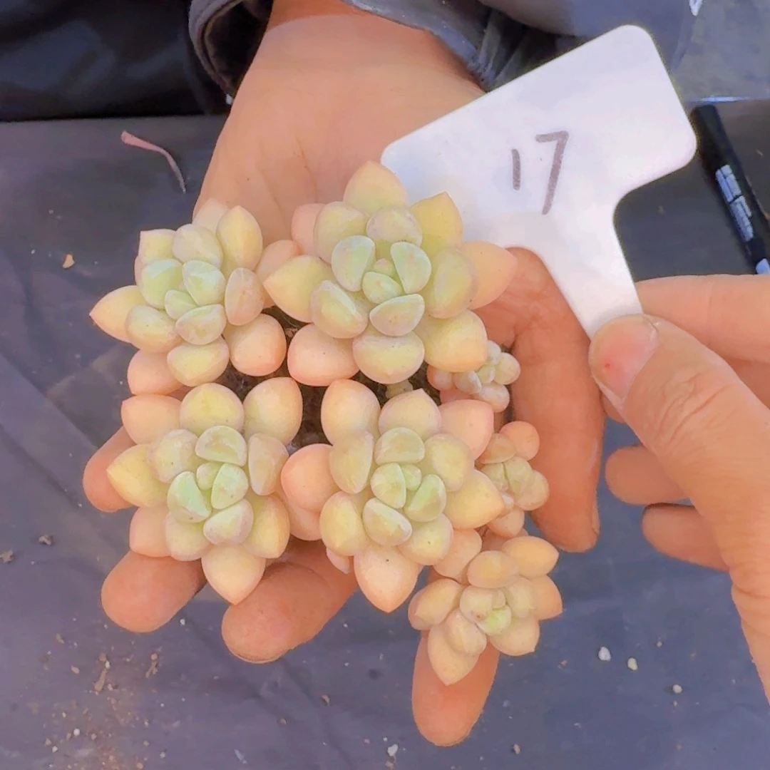 多肉植物的生长发育和