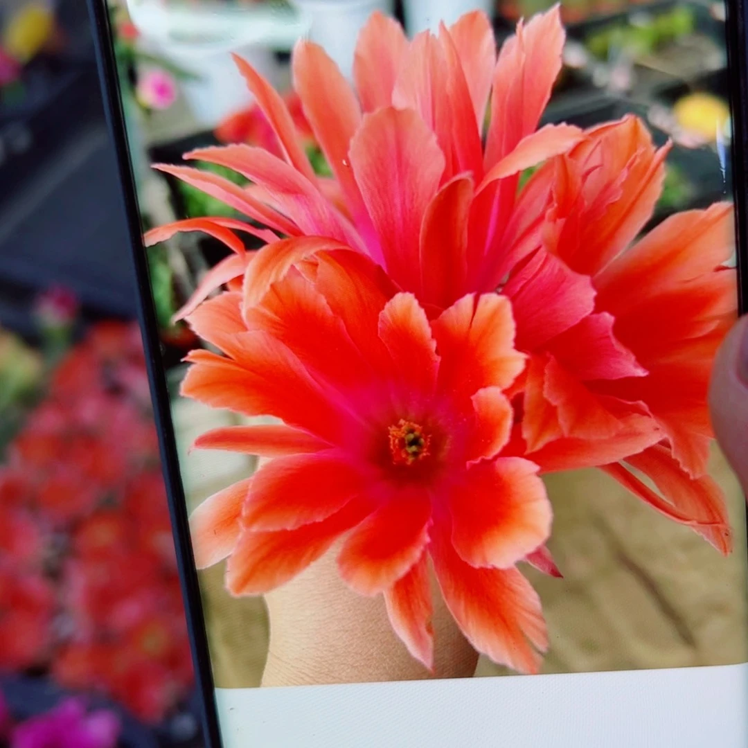 下4红色水仙软2个无根侧芽小侧芽20包邮