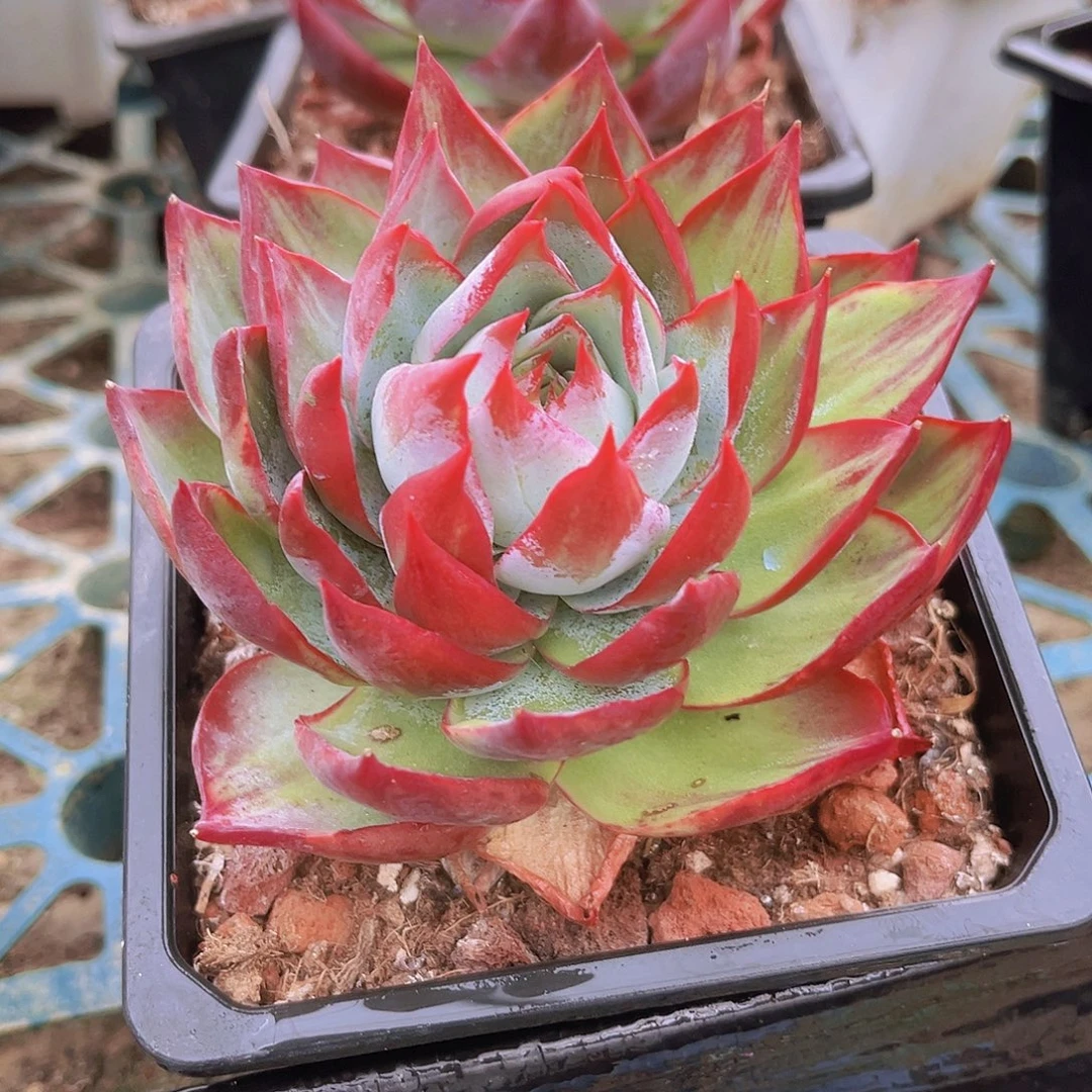 10公分999999999999